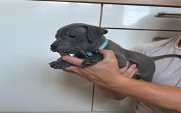 Staffordshire Bull Terrier dogs for sale: 3 blue Staffordshire bull terriers males  - Image 10
