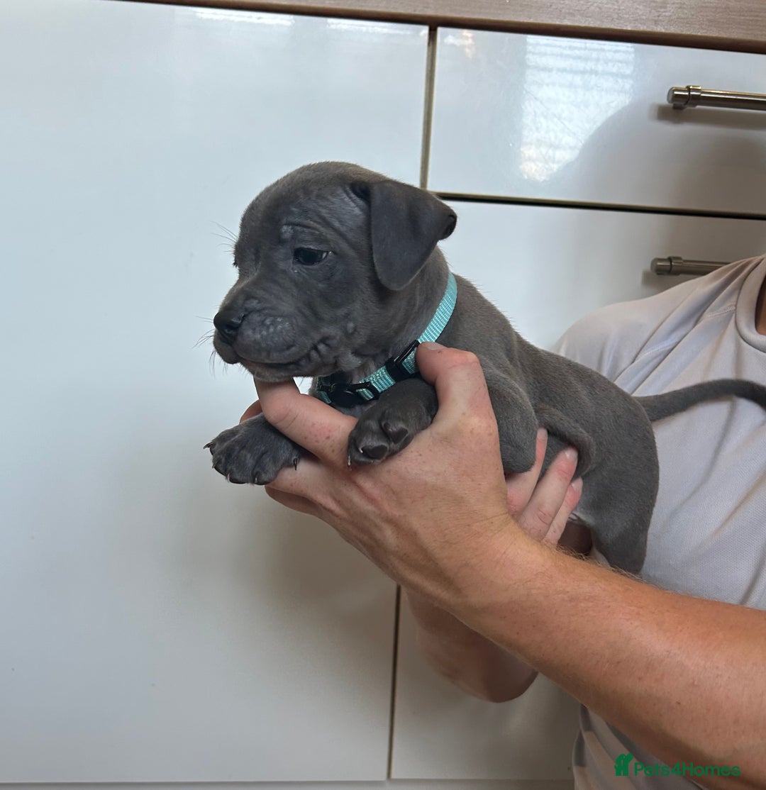 Staffordshire Bull Terrier dogs for sale: 3 blue Staffordshire bull terriers males  - Image 10
