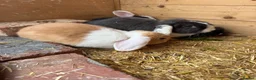 Mini Lion Lop rabbits for sale: Baby Rabbits for sale  - Advert 12