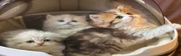 Munchkin cats for sale: Full Pedigree Munchkin Kittens - Advert 17