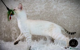 Bengal cats for sale: Beautiful Silver Lynx Bengal Kitten - Image 6