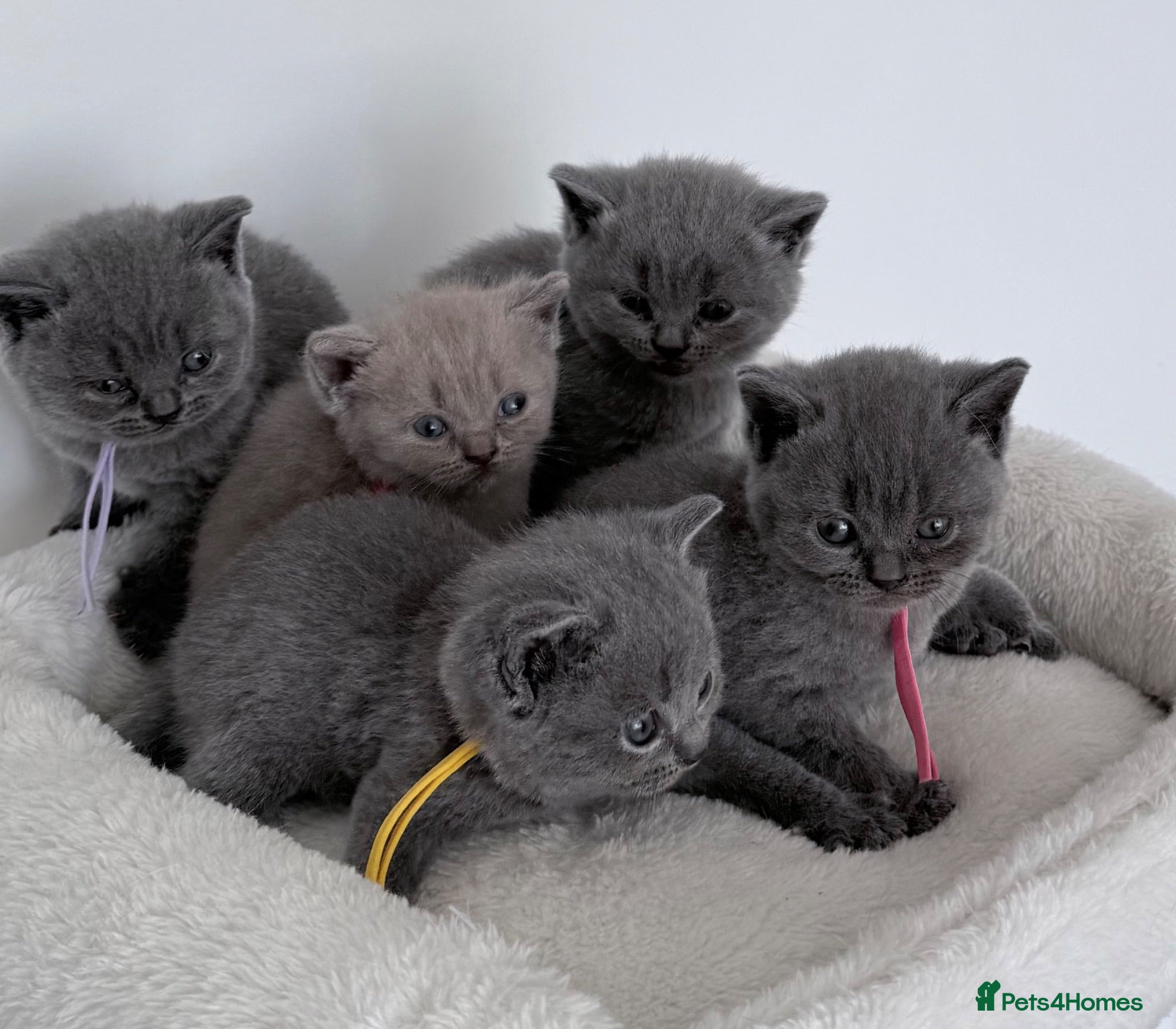 British Shorthair cats pure british shorthair kittens  - Advert 3