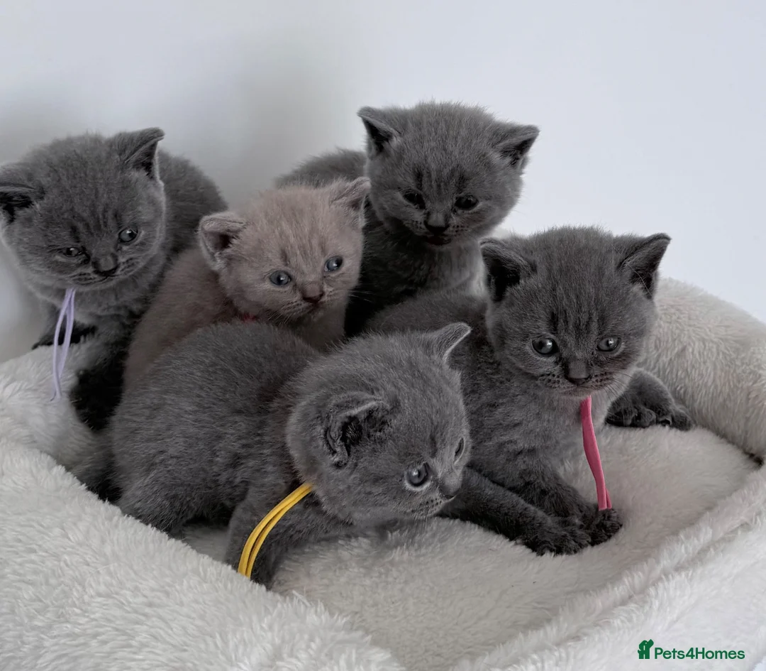 British Shorthair cats for sale: pure british shorthair kittens  - Advert 1