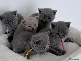 British Shorthair cats pure british shorthair kittens - Advert 3