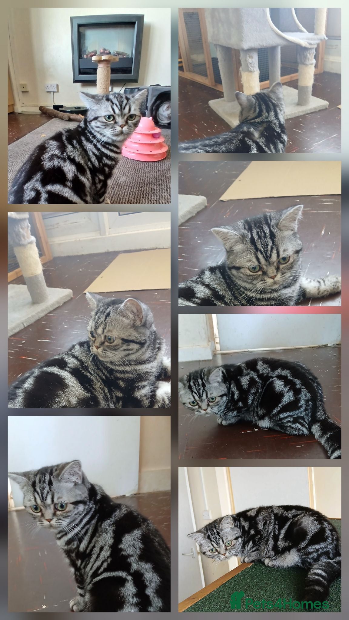 British Shorthair cats Bsh. Silver Classic Tabby . - Advert 11