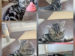 British Shorthair cats Bsh. Silver Classic Tabby . - Advert 11