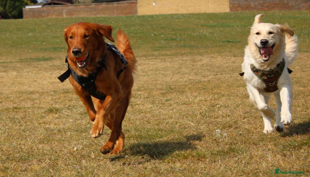 Golden Retriever dogs for stud: Buzz – Proven Golden Retriever Stud in Bury Saint Edmunds - Advert 2