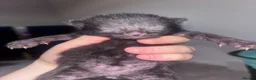 Mixed Breed cats for sale:  mixed kittens, Maine coon ancestry and ragdoll 🐾 - Advert 13
