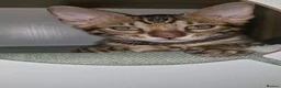 Bengal cats for sale: TICA Genetic Health Tested Kittens - Advert 4
