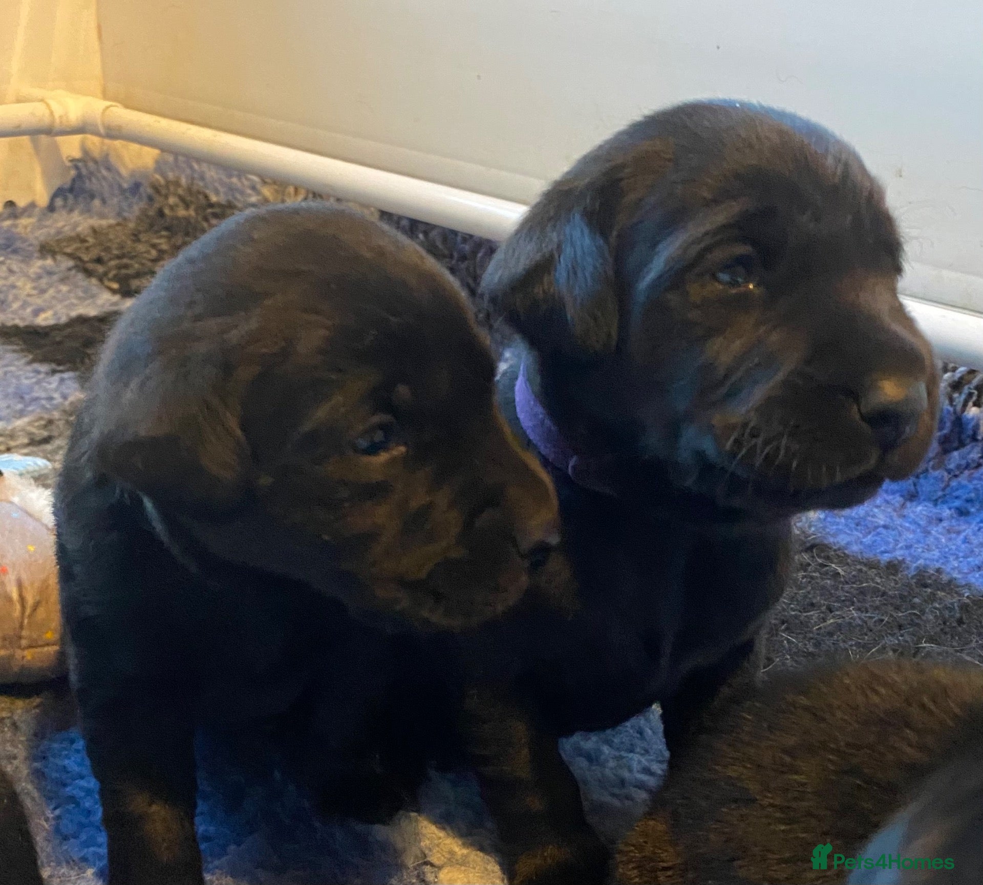 Labrador Retriever dogs **0/0 HIPS & ELBOWS** BOTH PARENTS BLACK LAB PUPS - Advert 4