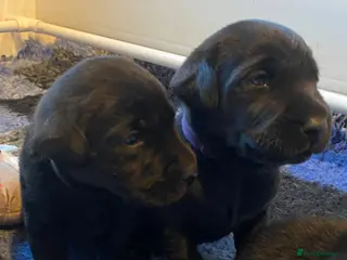 Labrador Retriever dogs **0/0 HIPS & ELBOWS** BOTH PARENTS BLACK LAB PUPS - Advert 1