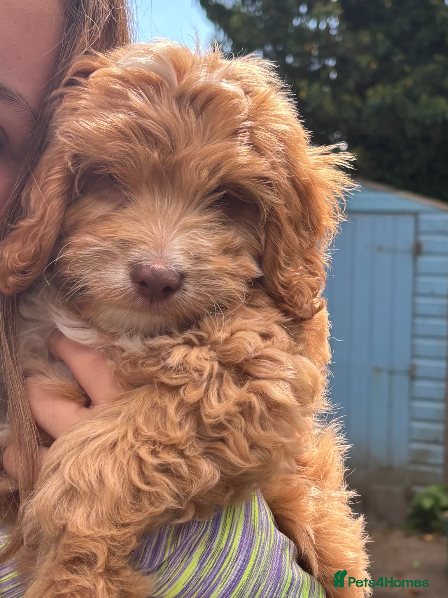 Sproodle dogs Beautiful little girl  Sproodles only 3 available  - Advert 1