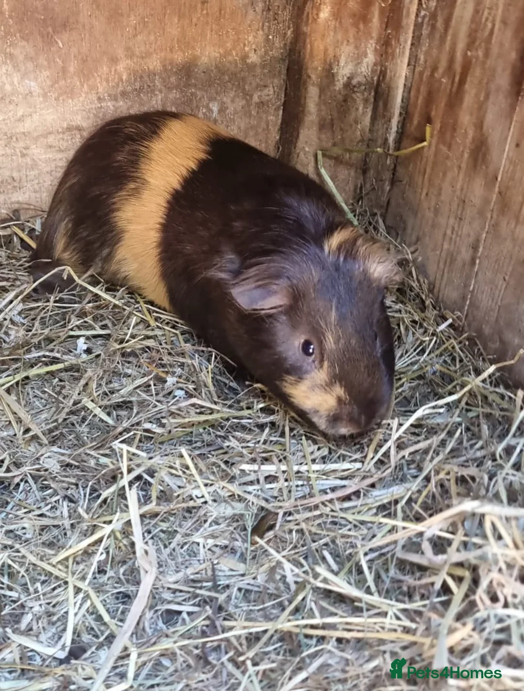 Guinea Pig rodents for sale: 1x male guineapig chocolate and ginger colour  - Advert 1