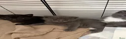 Mixed Breed cats for sale: Stunning kittens in Frome - Advert 5