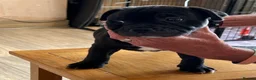 Staffordshire Bull Terrier dogs for sale: KC reg 8week Staffordshire Bull Terrier  in Stoke-on-Trent - Advert 6