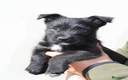 Mixed Breed dogs for sale: Gorgeous CairnJacks - Image 4