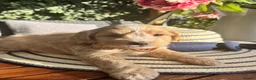 Maltipoo dogs for sale:  5 Absolutely Gorgeous Maltipoo Boys  - Advert 6
