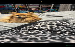 Pomeranian dogs for sale: Pominarion  - Image 2