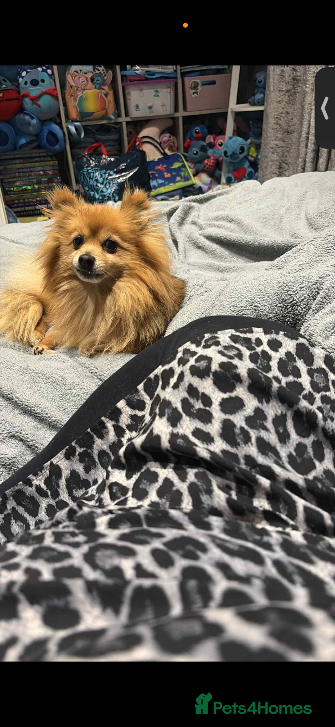 Pomeranian dogs for sale: Pominarion  - Image 2