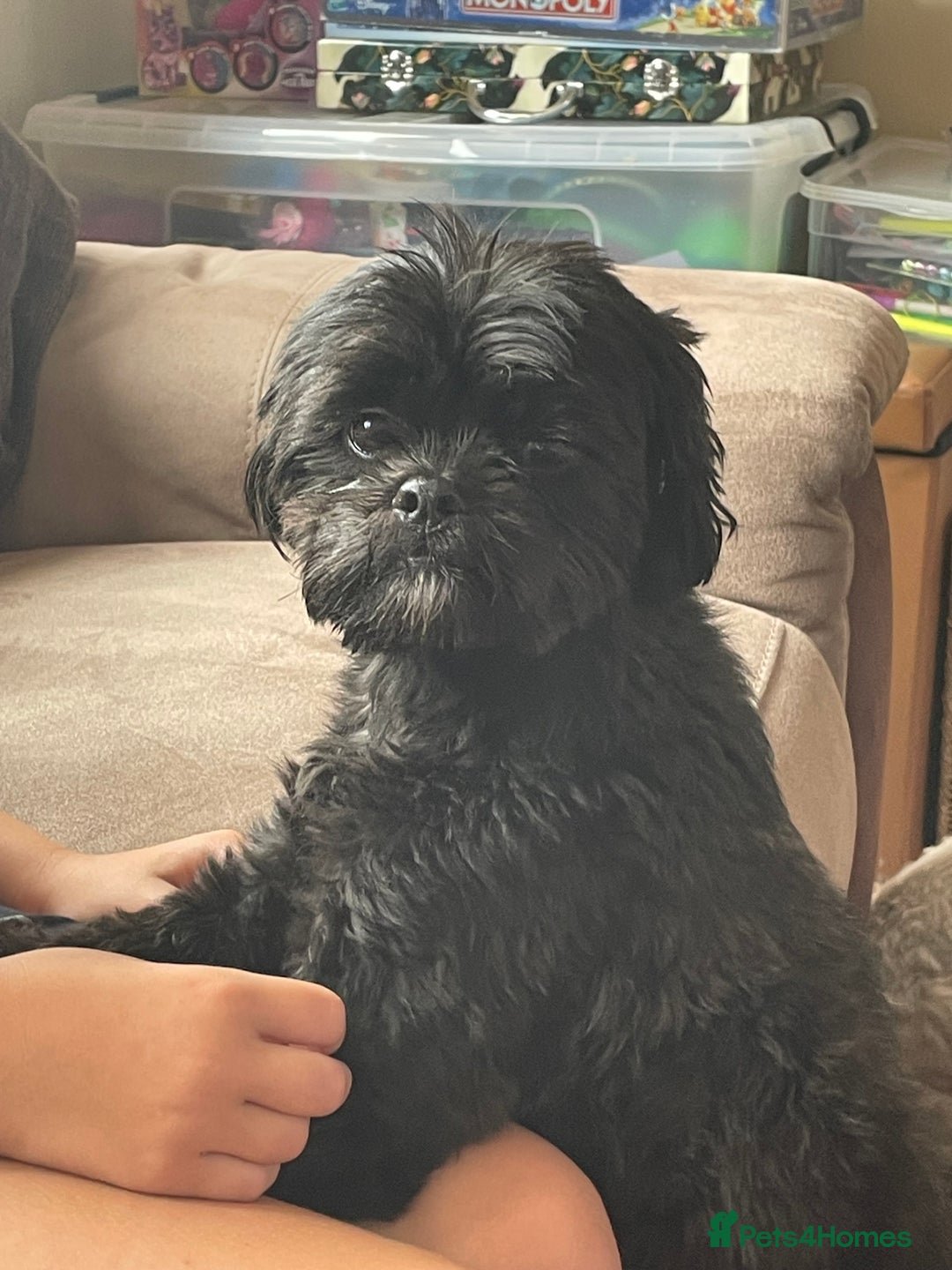 Shihpoo dogs for sale: Cuddly Male Shihpoo 3 years old - Image 7