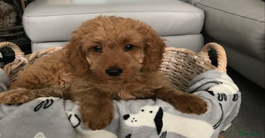 Cockapoo dogs - Advert 2