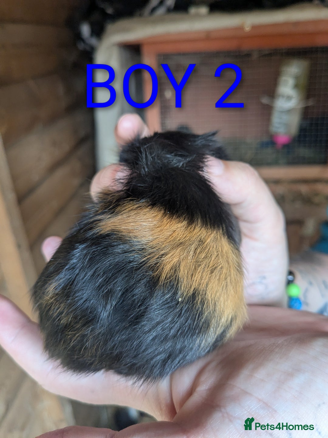 Guinea Pig rodents for sale: Little boy piggies - Image 5