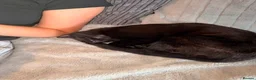 Mixed Breed cats for sale: Black cats boy and girl in Dover - Advert 3