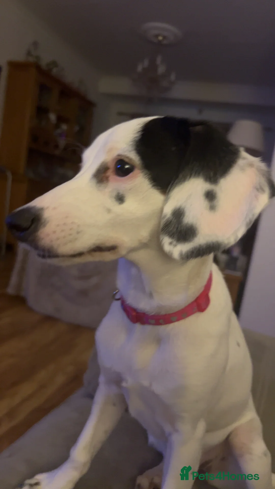 Mixed Breed dogs for sale: Cocker jackapoo in Darlington - Advert 2