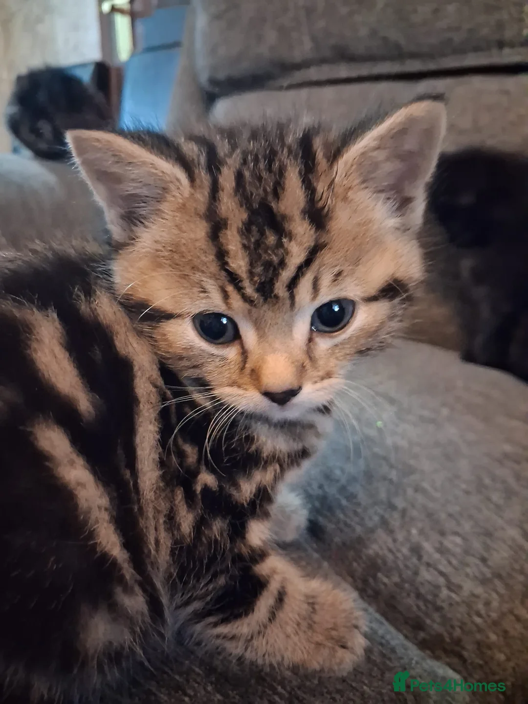 Mixed Breed cats for sale: Adorable kittens for sale 1 boy 3 girls - Advert 1