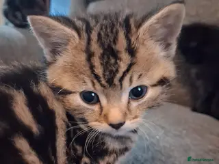 Mixed Breed cats Adorable kittens for sale 1 boy 3 girls - Advert 12