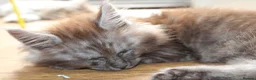 Maine Coon cats for sale: TICA Maine Coon Kittens 𝕽𝖊𝖆𝖉𝖞 𝖙𝖔 𝖑𝖊𝖆𝖛𝖊 - Advert 24