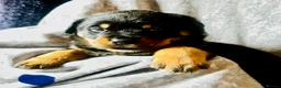 Rottweiler dogs for sale: Stunning KC Registered Rottweiler puppies  - Advert 4