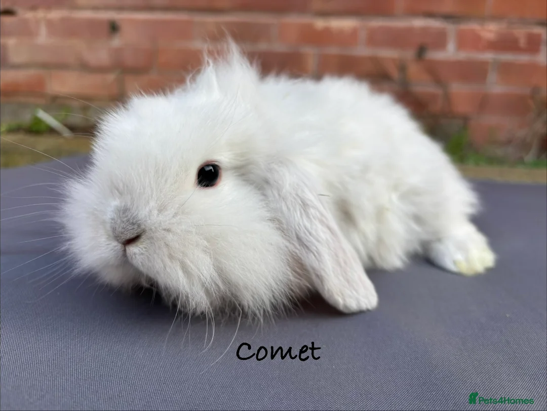 Mixed Breed rabbits for sale: Beautiful Fluffy Baby Rabbits- Ready to leave - Advert 6