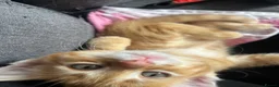 Mixed Breed cats for sale: Ready now stunning kittens  in Gravesend - Advert 3