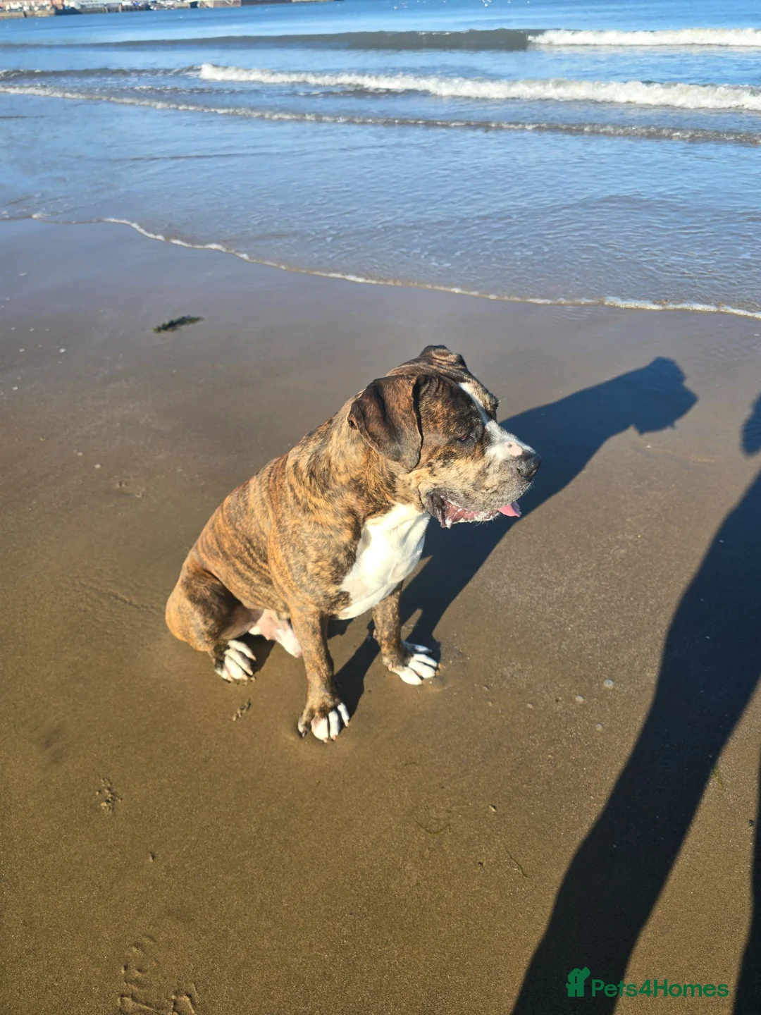 Mixed Breed dogs for stud: Cane corso x alpha blue blood american bulldog - Advert 2