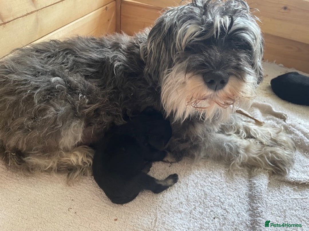 Miniature Schnauzer dogs for sale: Adorable home reared Miniature Schnauzer Puppies  - Image 5