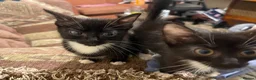 Mixed Breed cats for sale: Kittens ready to leaven 💕 - Advert 13