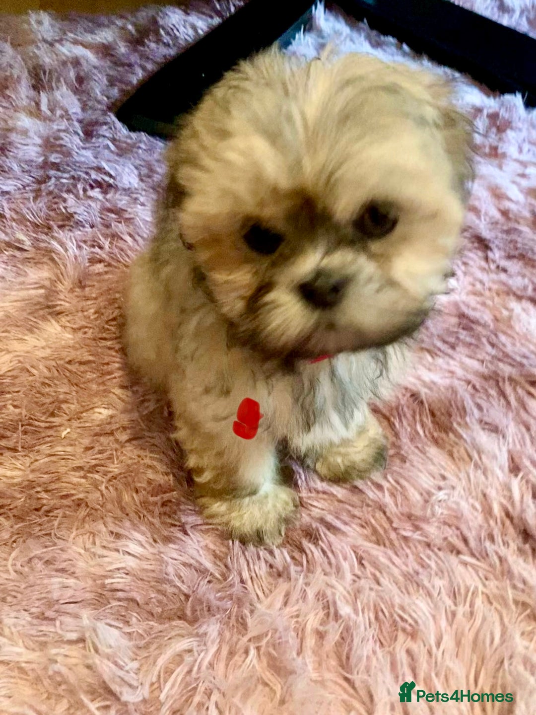 Lhasa Apso dogs for sale: Lhasa Apso Puppies 🐶  - Image 11