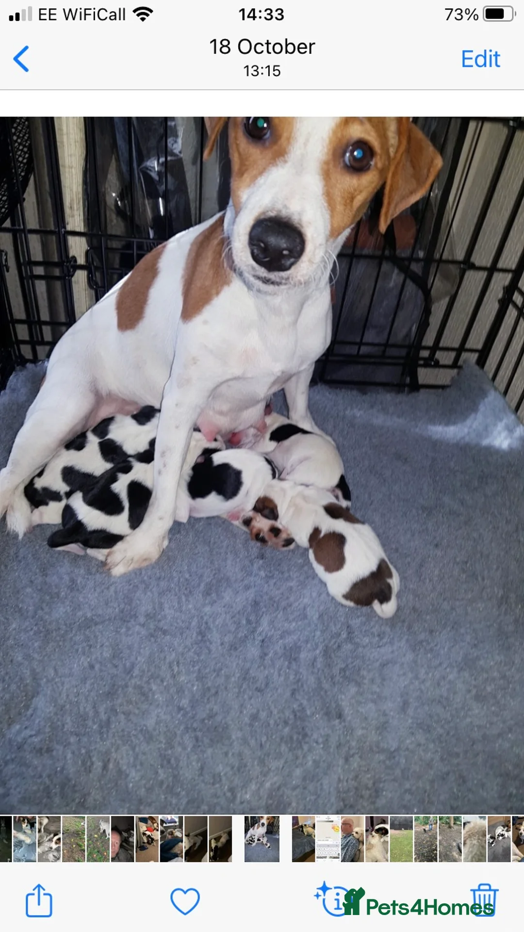 Jack Russell dogs for stud: Very handsome Jack Russell for stud in London - Advert 9