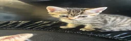 Mixed Breed cats for sale: Cute Kittens Looking for Their Forever Homes 🐱❤️ in Coventry - Advert 8
