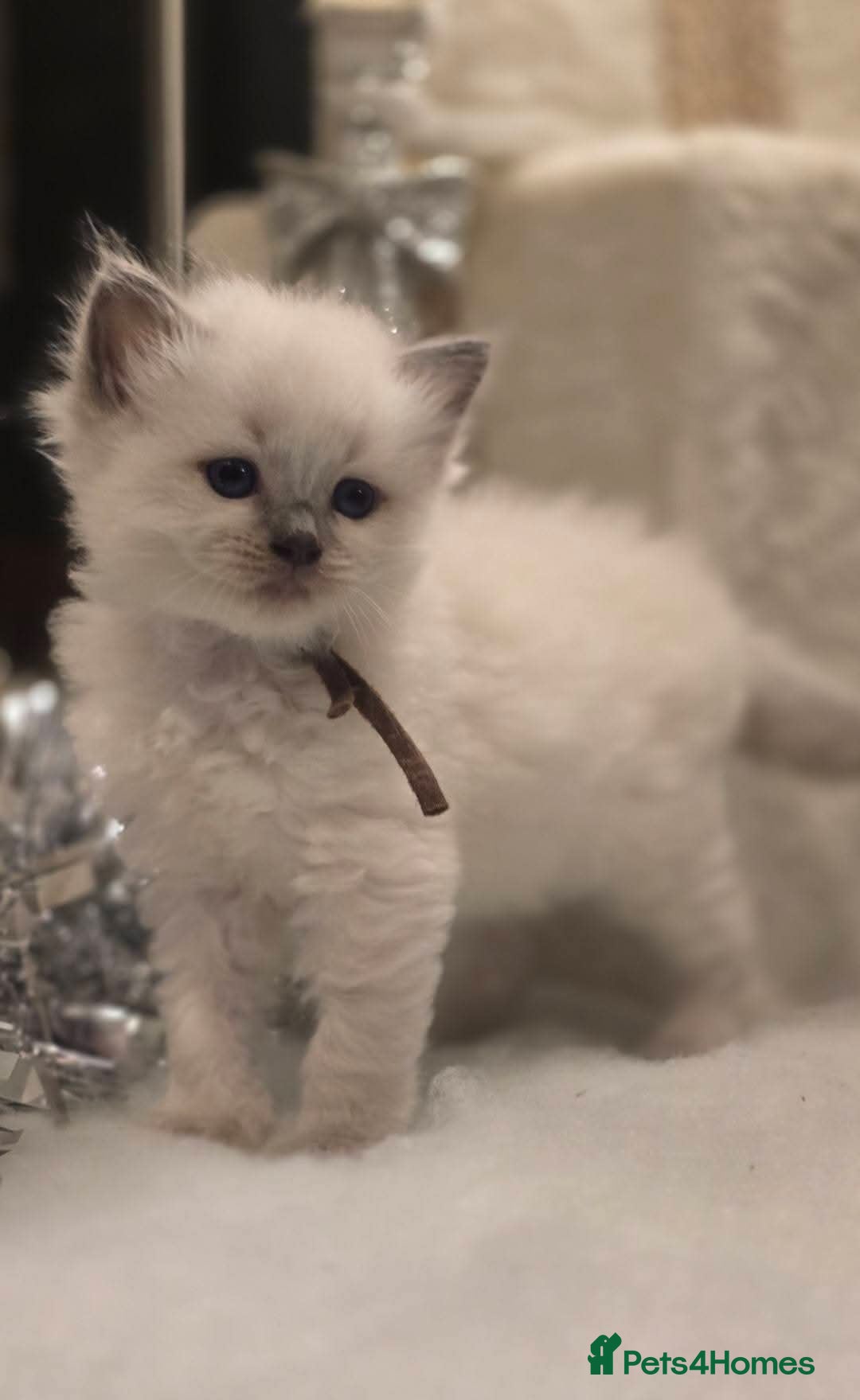 Ragdoll cats for sale: Precious GOOF Registered Ragdoll Kittens - 2 Boys - Advert 3