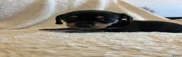 Chihuahua dogs for sale: Chihuahua X Miniature Dashund - Advert 24