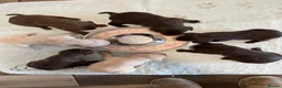 Labrador Retriever dogs for sale: Fully Health Tested KC Registered Labrador puppies - Advert 11