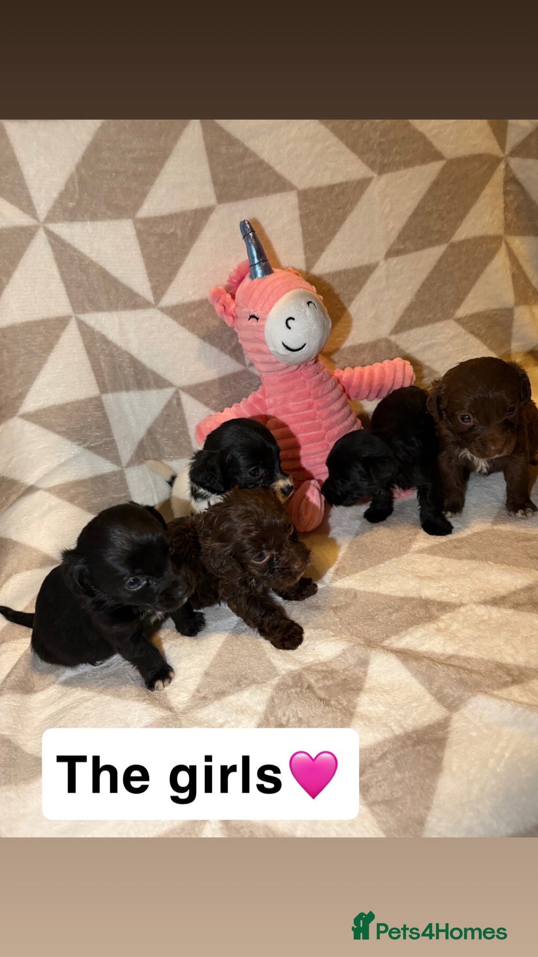 Cockapoo dogs for sale: Stunning cockapoo puppies  - Advert 3