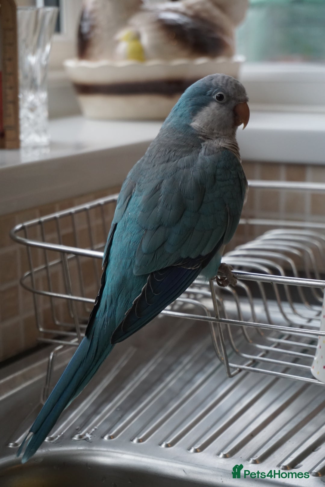 Parakeets birds for sale: Beautiful blue Quaker for sale! - Image 4