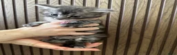 Maine Coon cats for sale: 6 Beautiful GCCF Registered Maine Coon Kittens - Advert 7