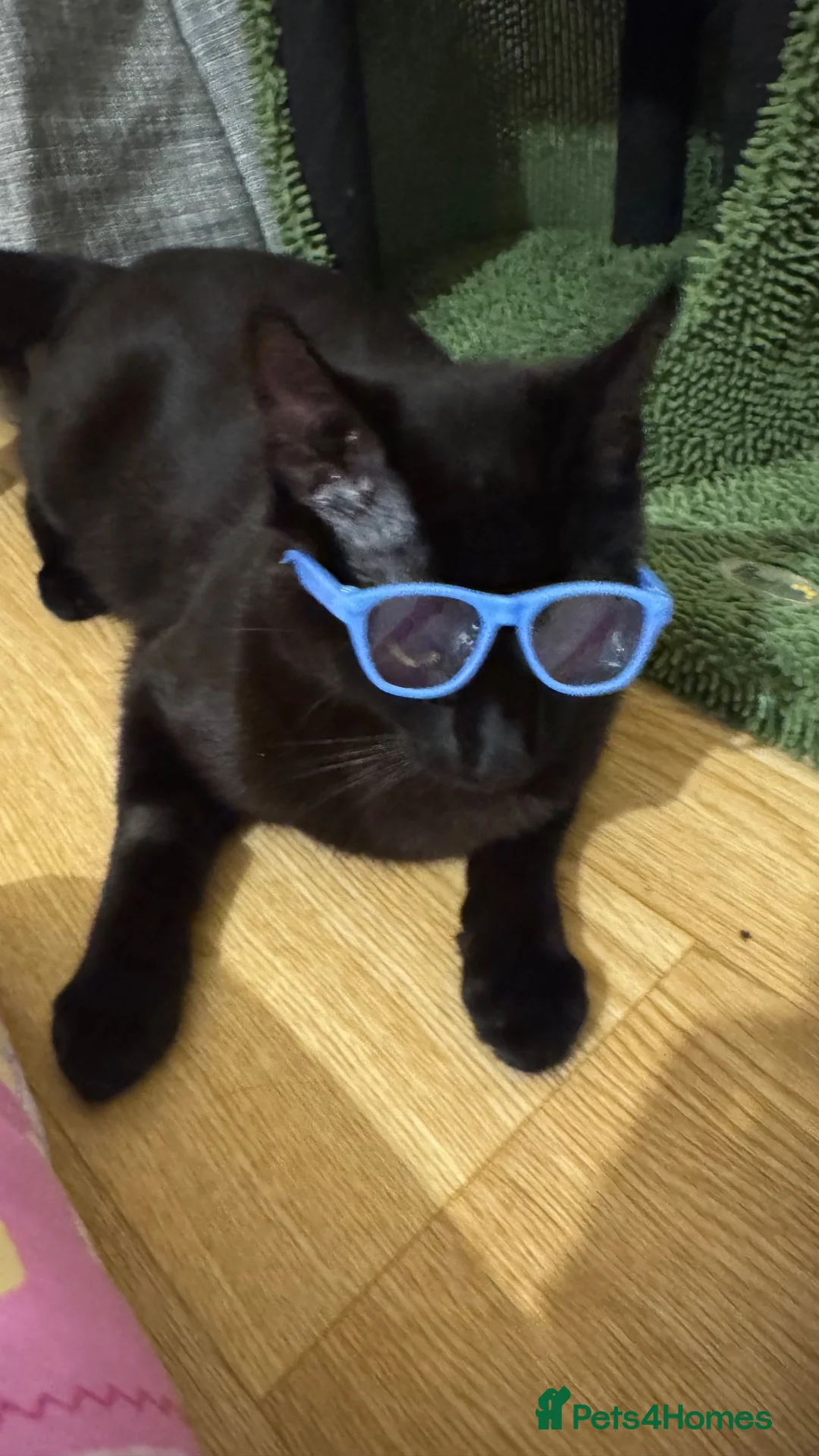 Bombay cats for sale: Leo       in Reading - Advert 2