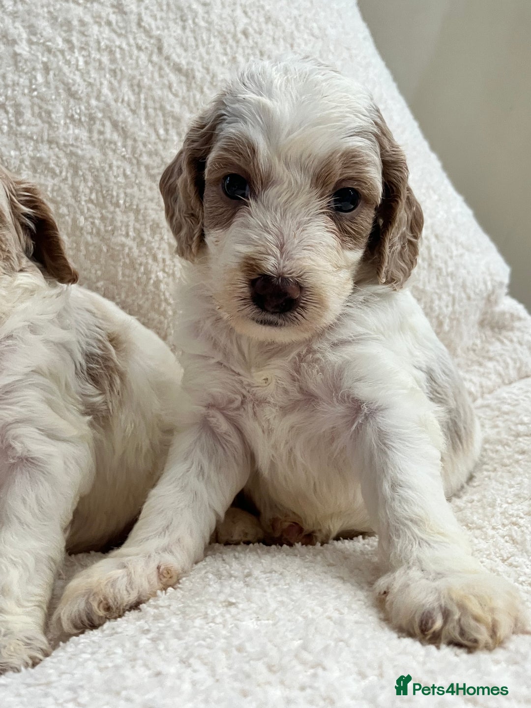 Australian Labradoodle dogs for sale: Absolutely Stunning Australian Labradoodle Puppies - Advert 4