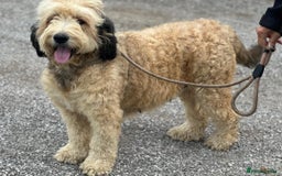 Bernedoodle dogs for sale: RED TRI BERNADOODLE GIRL - Image 1
