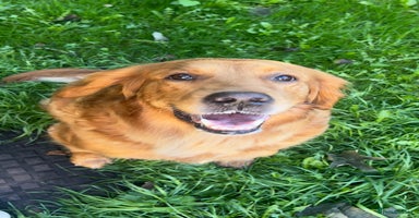 Golden Retriever dogs - Advert 11